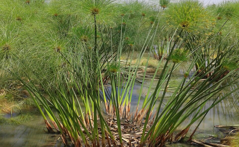 plantas de papiro