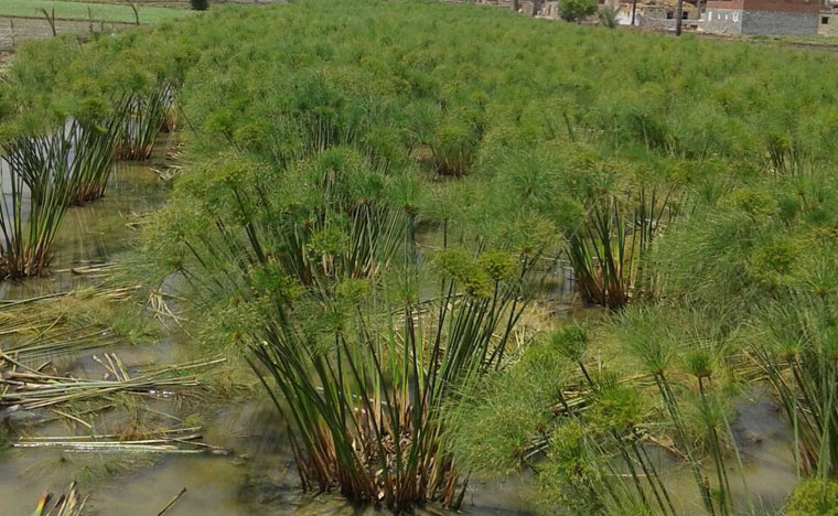 planta de papiro