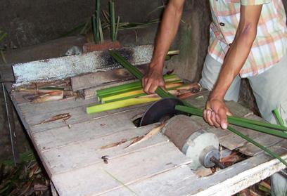 cutting papyrus plants