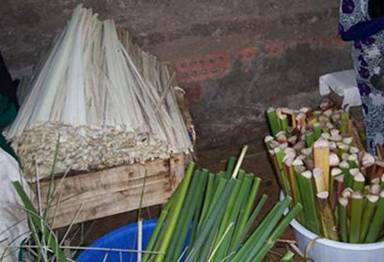 papyrus plants after cut